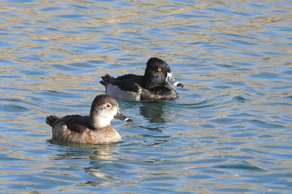 Ring-necked Duck