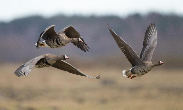 White-Fronted Goose