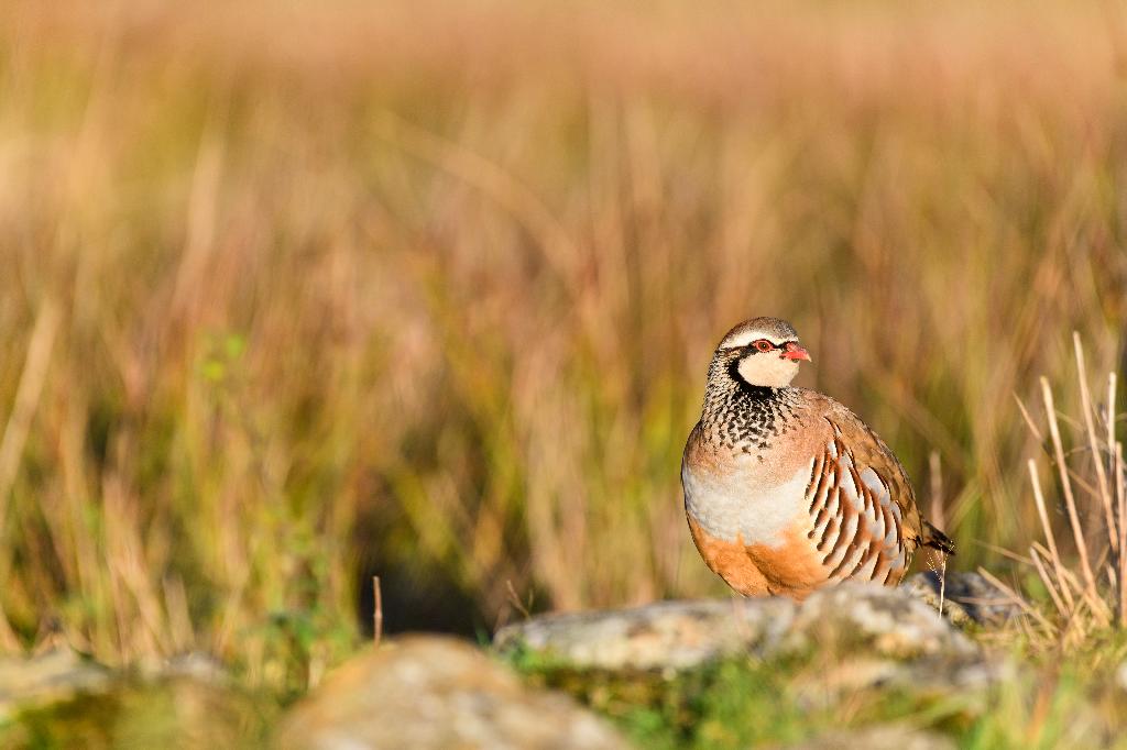 Red-Legged Partridge