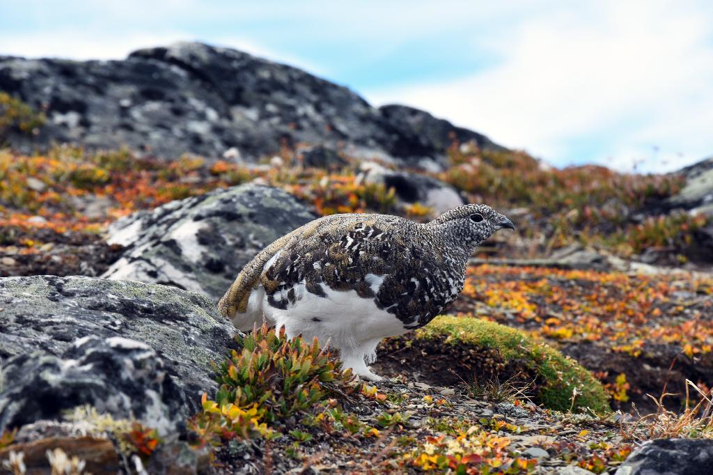 White-tailed Ptarmigan White-tailed Ptarmigan