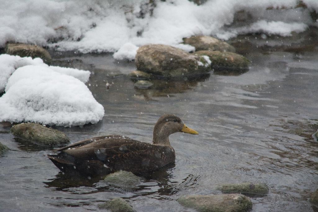 American Black Duck American Black Duck