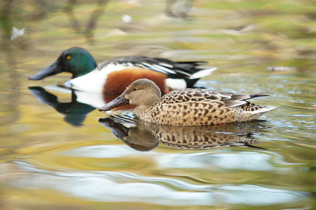 Northern Shoveler Northern Shoveler