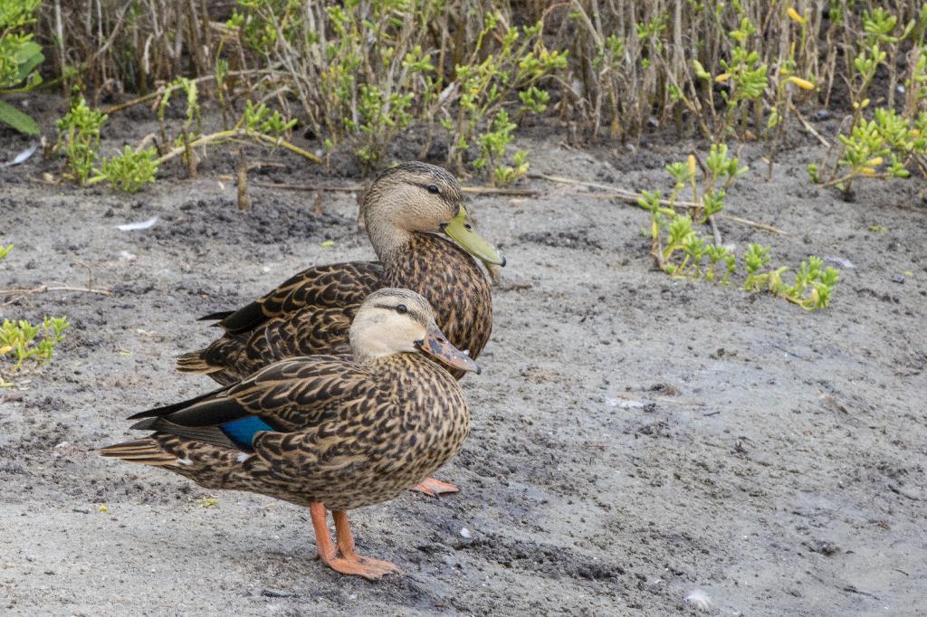 Mottled Duck