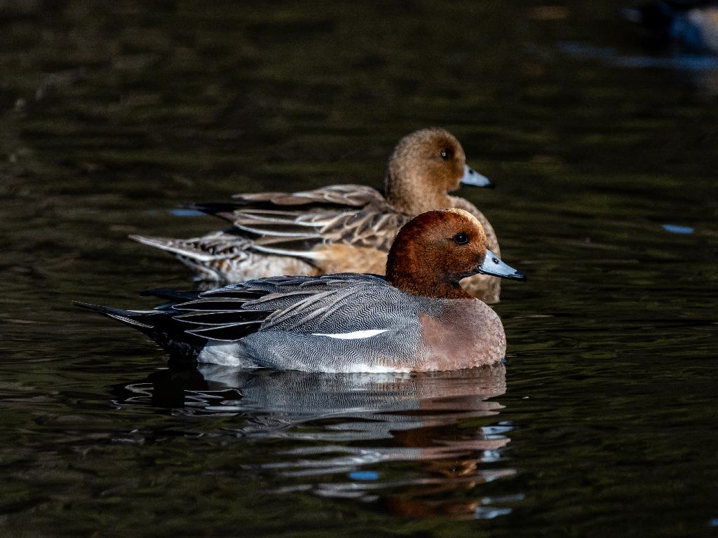 Eurasian Wigeon