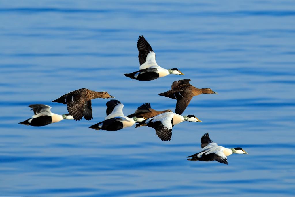 Common Eider Duck