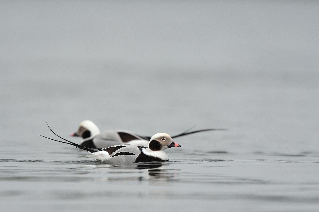 Long Tailed Duck