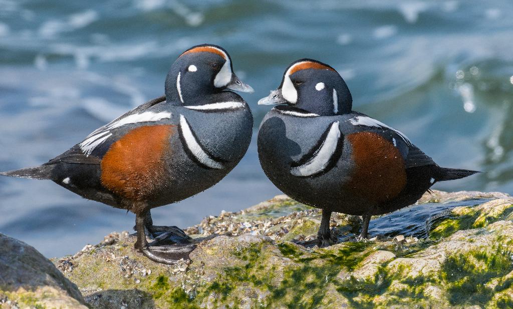 Harlequin Duck
