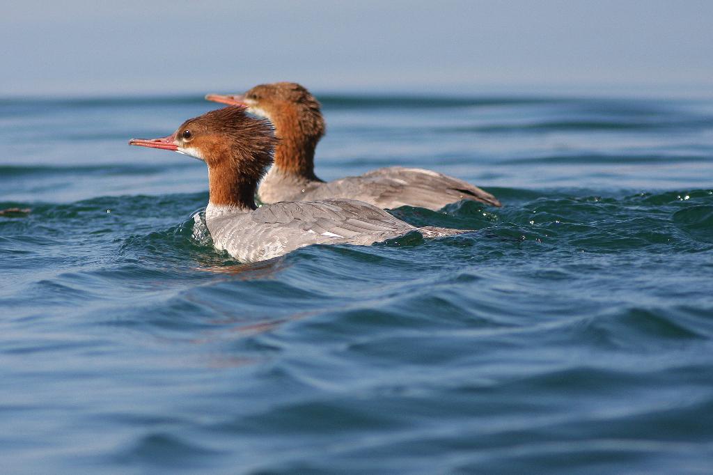 Common Merganser Duck
