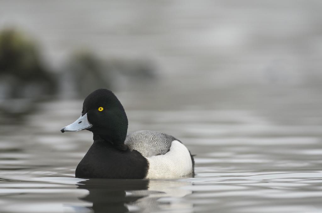 Greater Scaup Duck Greater Scaup Duck