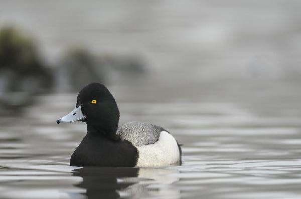 Greater Scaup Duck