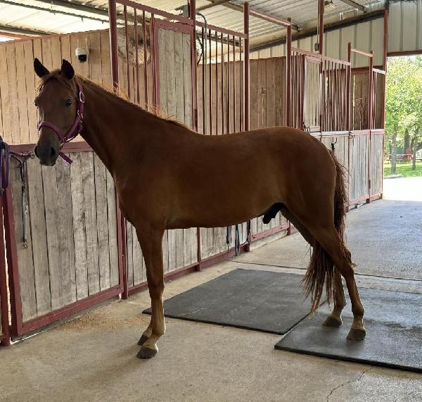 Missouri Fox Trotting 
