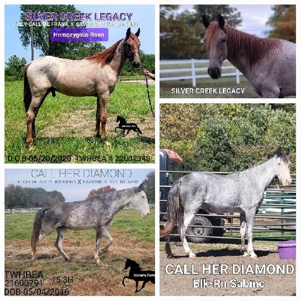 Tennessee Walking Horse