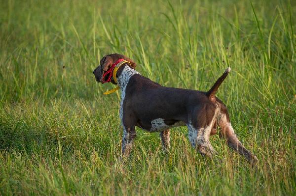 HYDE VON MAGIC CITY @NOSAM KENNELS