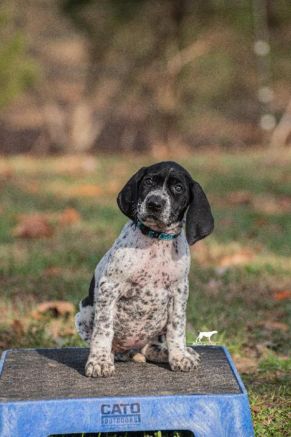 NOSAM KENNELS GSP PUPPY