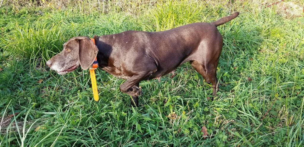 MARIANI KENNELS MARIANI KENNELS