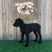 MILLTOWNS RAVEN BEAUTY