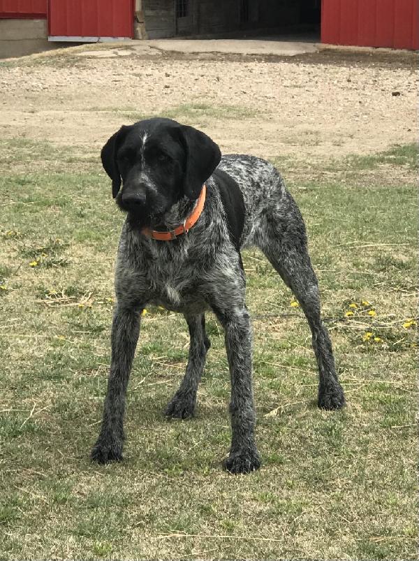 STUD SCOUT OF GOLDEN PLAINS