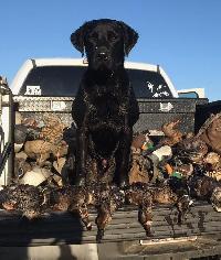 DUCK DOG