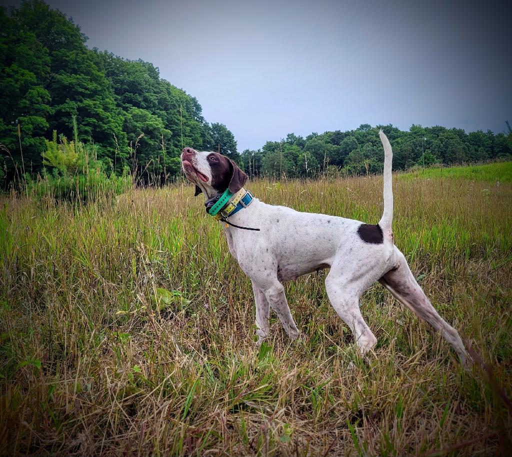 SILVERSHOT WEIMARANERS & POINTERS SILVERSHOT WEIMARANERS & POINTERS