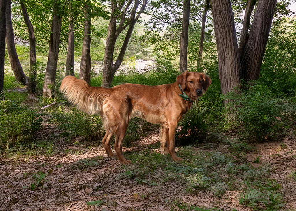 SUNRISE KENNEL GUNDOGS SUNRISE KENNEL GUNDOGS