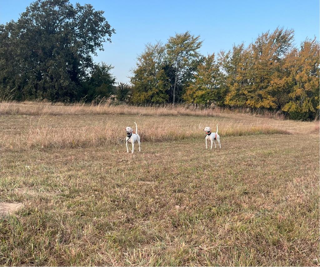 SNOW’S GUN DOGS SNOW’S GUN DOGS