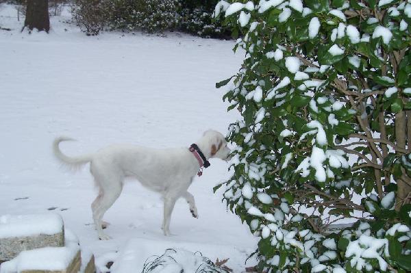 MOLLY - WINTER BIRD HUNTING