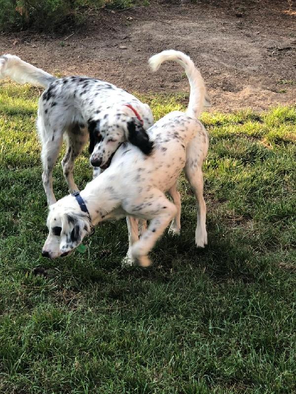 2022 LITTER - BIG JACK & MAX