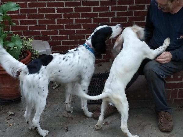 SIRE AND SON - 2021 LITTER
