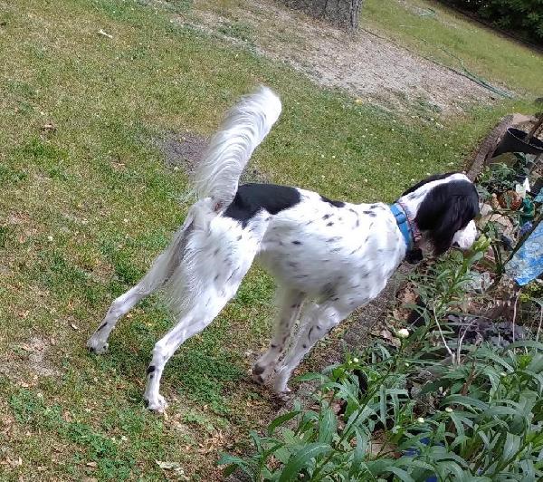 BUDDY HUNTING CAROLINA WRENS