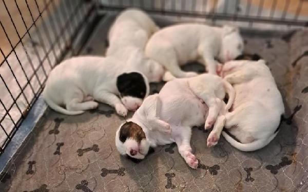 2023 LITTER