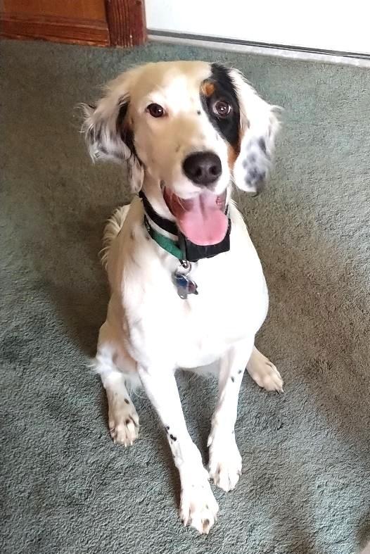LITTLE LADY - IRIS