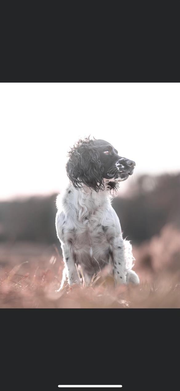 COOSA BEND ROYAL FLUSH JETT