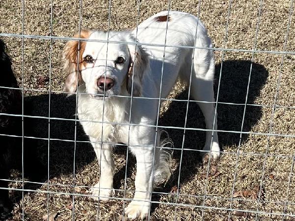 DREAM RANCH  ROYAL FLUSH FIRECRACKER REBA