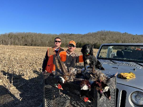 ENGLISH  FIELD COCKER SPANIEL STUD SERVICE