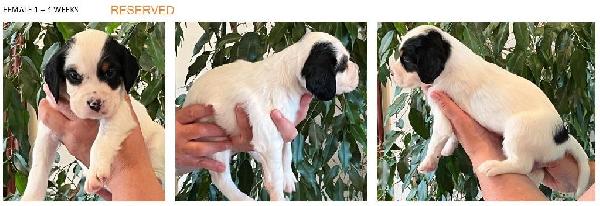 2024 FEMALE 1 - 4 WEEKS