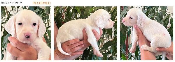 2024 FEMALE 2 - 4 WEEKS