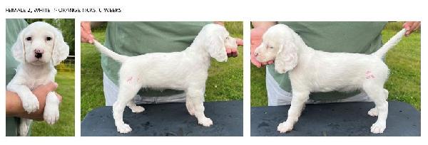 2024 FEMALE 2 - 6 WEEKS