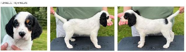 2024 FEMALE 1 - 6 WEEKS