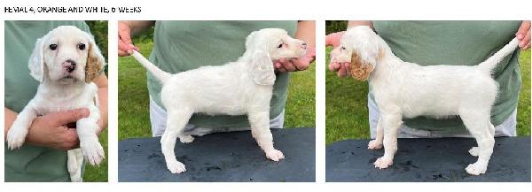 2024 FEMALE 4 - 6 WEEKS