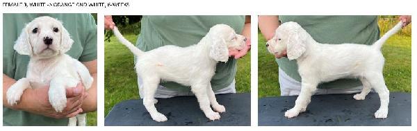 2024 FEMALE 3 - 6 WEEKS