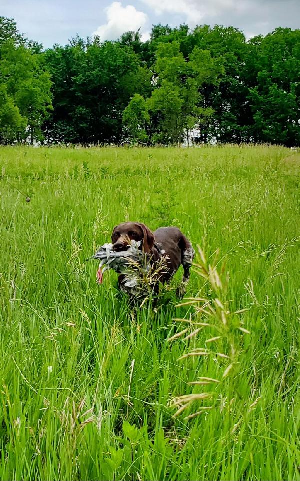 POINT AND FLUSH GUN DOGS