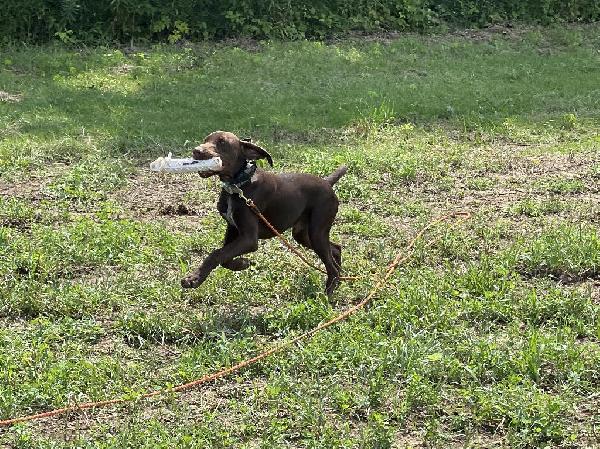 GUNNER- STARTED MALE