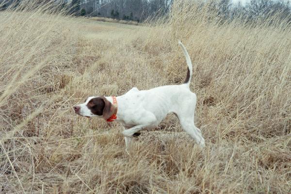 are setters pointers