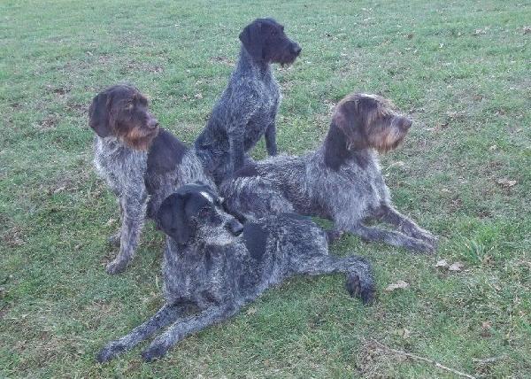 CEASAR, KATIE, AVA & DAISIE