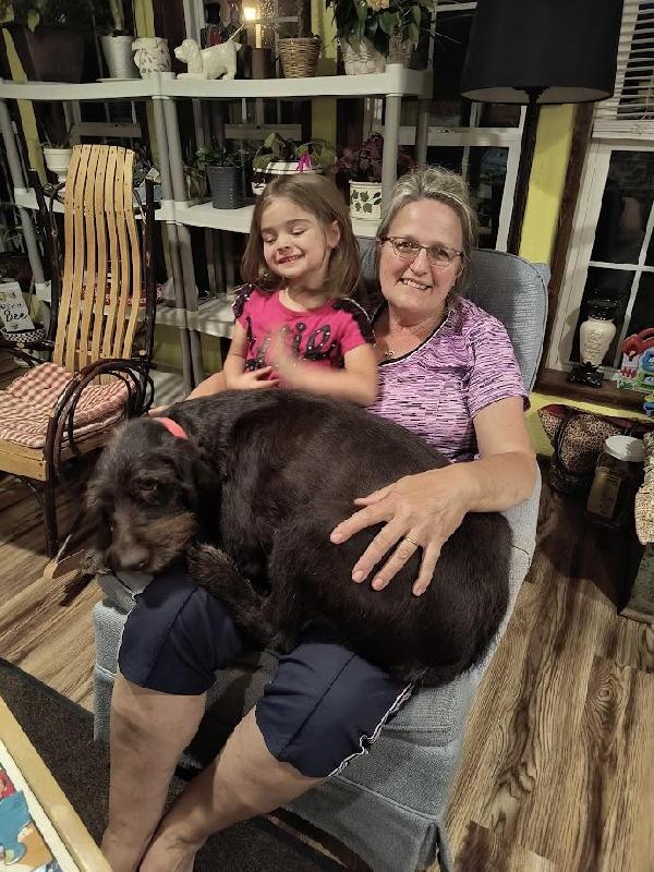LAP DOGS