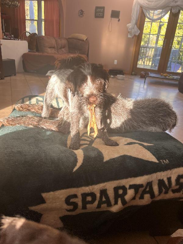 WIREHAIRED POINTING GRIFFON