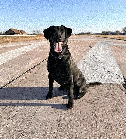 SHR STEWARTLABS BCR SUE