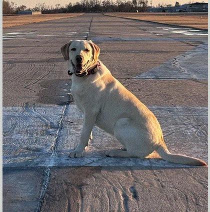 SHR CFRS HIGH PRIEST HUNTING POWER MAGNOLIA