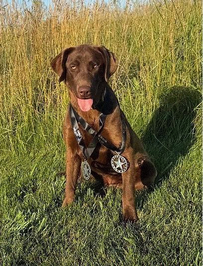 SHR CFRS LEAN MACS ROXANNE