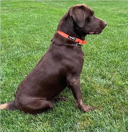 SHR FLYIN SOUTHS LOADED BENELLI FROM HOCKLEY 